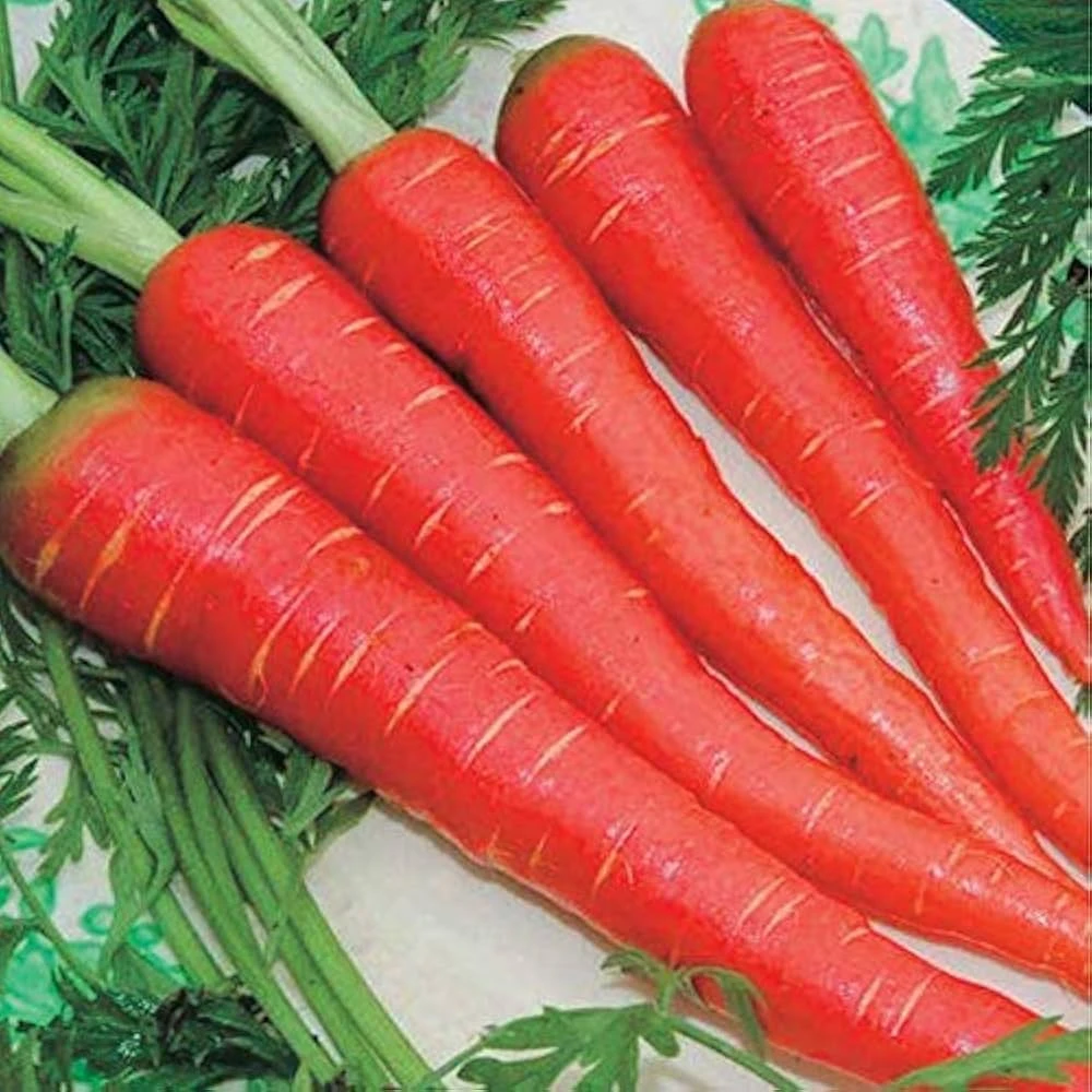 Orange Carrot