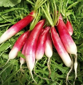 Red Radish (Mooli)