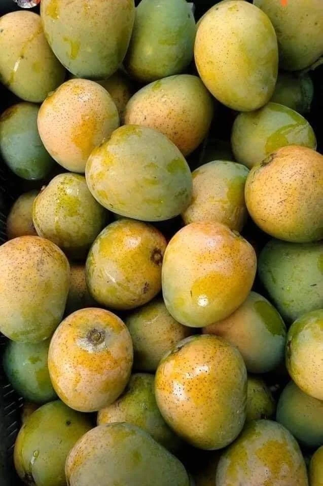 Himsagar Mango (Khirsapati)